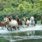 herd of horses walking through stream